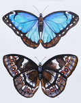 Blue Morpho