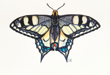 Canadian Tiger Swallowtail