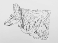 Coyote