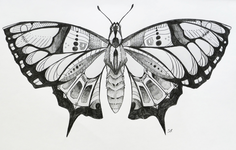 Graphite Butterfly