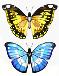 Helena Morpho Pair