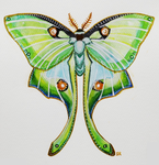 Luna Moth