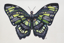 Malachite Butterfly