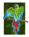 Military Macaw