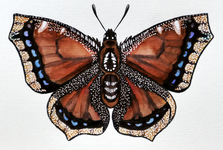 Mourning Cloak Butterfly