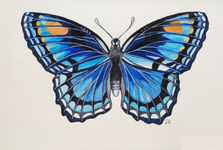 Red-spotted Purple