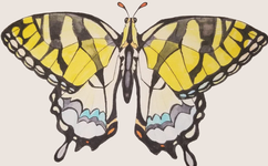 Tiger Swallowtail